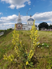 Verbascum lychnitis