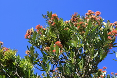 Alberta magna