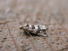 Lobesia littoralis