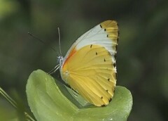 Belenois thysa thysa