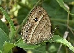 Belenois thysa thysa