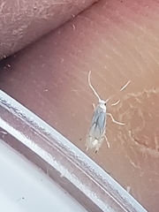Phyllonorycter harrisella