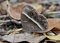 Belenois thysa thysa
