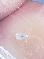 Phyllonorycter harrisella