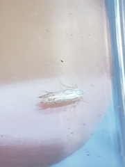 Phyllonorycter harrisella