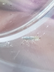 Phyllonorycter harrisella