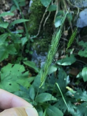 Hordelymus europaeus