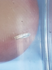 Phyllonorycter harrisella