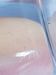 Phyllonorycter harrisella
