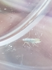 Phyllonorycter harrisella