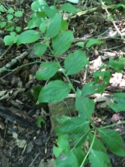 Lithospermum latifolium