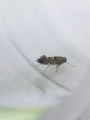 Phyllonorycter lautella