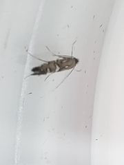 Phyllonorycter lautella
