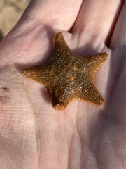 Asterina