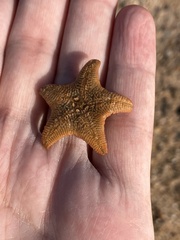 Asterina