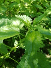 Urtica kioviensis