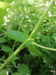 Urtica kioviensis