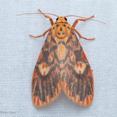 Ammatho cuneonotatus