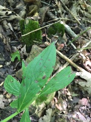 Lithospermum latifolium