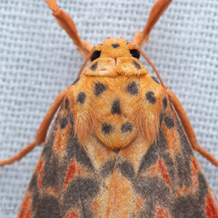 Ammatho cuneonotatus