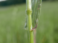 Bromus secalinus