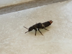 Platydracus incognitus
