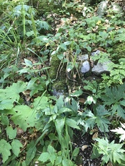 Hordelymus europaeus