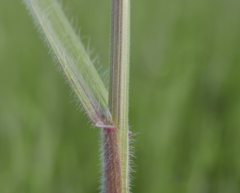 Bromus commutatus