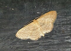 Scopula internataria