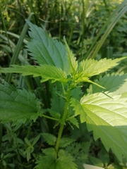 Urtica kioviensis