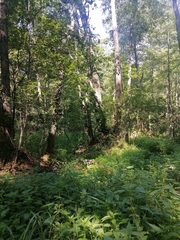 Urtica kioviensis