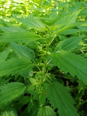 Urtica kioviensis