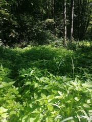 Urtica kioviensis