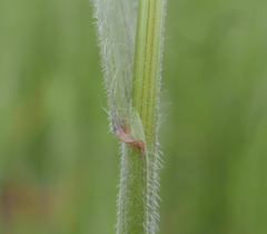 Bromus arvensis