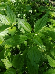 Urtica kioviensis