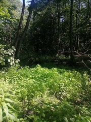 Urtica kioviensis