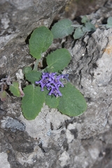 Campanula elatinoides