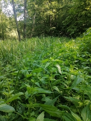 Urtica kioviensis