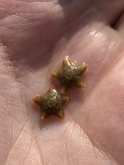Asterina