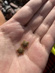 Asterina