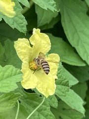 Apis cerana japonica