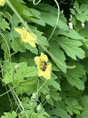 Apis cerana japonica