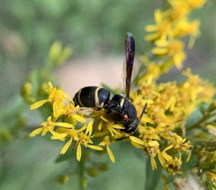 Euodynerus hidalgo boreoorientalis