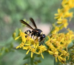 Euodynerus hidalgo boreoorientalis