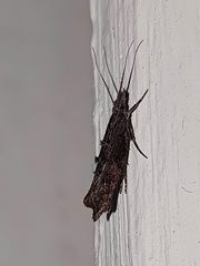 Ypsolopha horridella