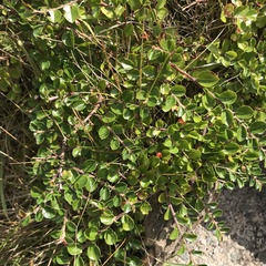 Cotoneaster hjelmqvistii