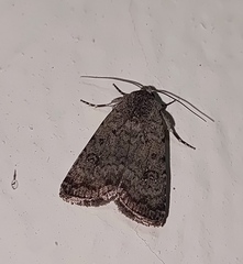 Caradrina clavipalpis