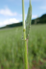 Bromus secalinus