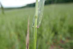 Bromus secalinus