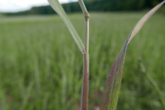 Bromus commutatus